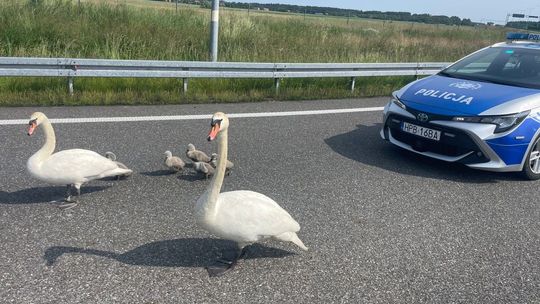Łabędzie na S8!