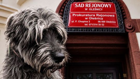 Sąd w Oleśnicy stanął po stronie skrzywdzonych zwierząt. Wygrana Oleśnickich Bid