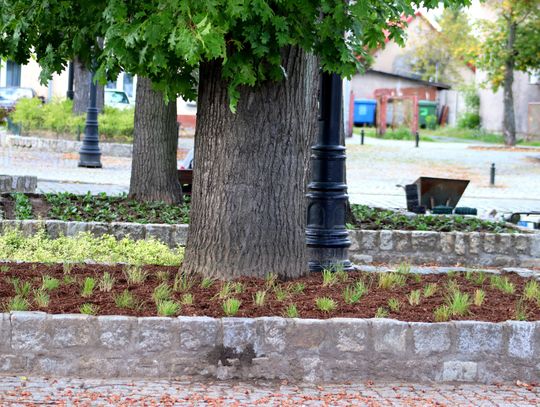 Rynek w Dobroszycach z nowymi nasadzeniami