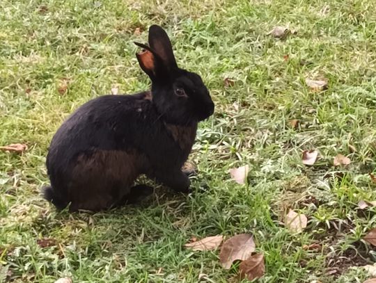 Króliczek w Oleśnicy z naderwanym uchem (WIDEO)