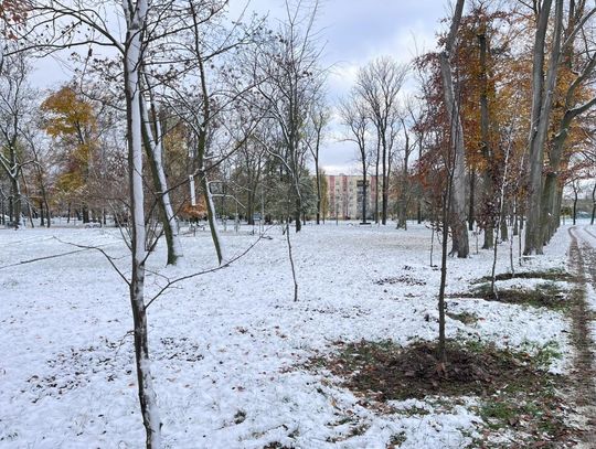 Nowe drzewka zasadzono na Kopernika