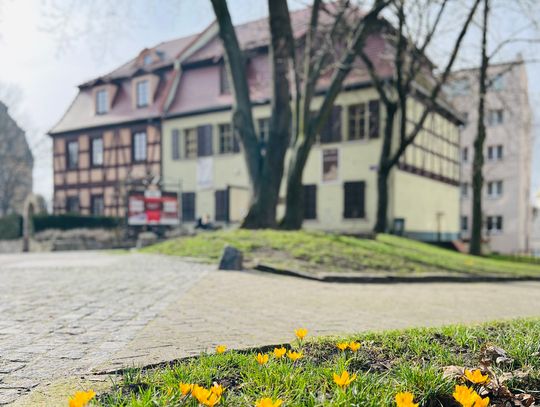 W muzeum rozdadzą nasiona kwiatów