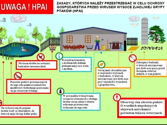 Powiat oleśnicki objęty strefą zakażenia wysoce zjadliwą grypą ptaków