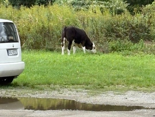 Komu zginęła krowa z Bierutowa?