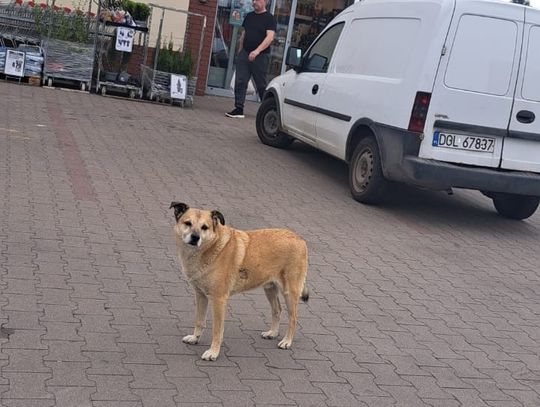 Komu zginął ten piesek?