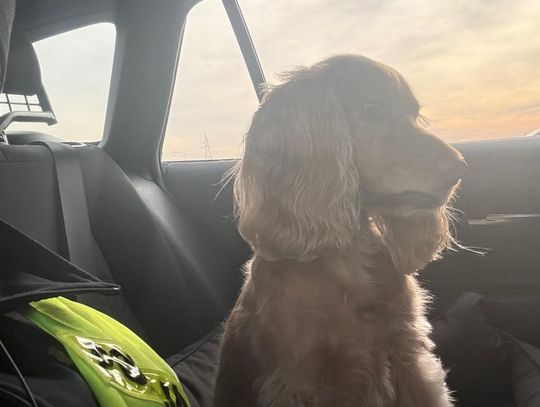 Laweta się przewraca. W stresie są kierowca i jego pies...