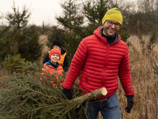 Kiedy i gdzie kupisz choinkę prosto z lasu?
