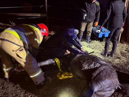 Niezwykła akcja ratunkowa – strażacy uratowali uwięzionego konia!
