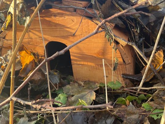 Więźniowie z Oleśnicy budują schrony dla jeży! Kolejna akcja na rzecz bioróżnorodności w mieście