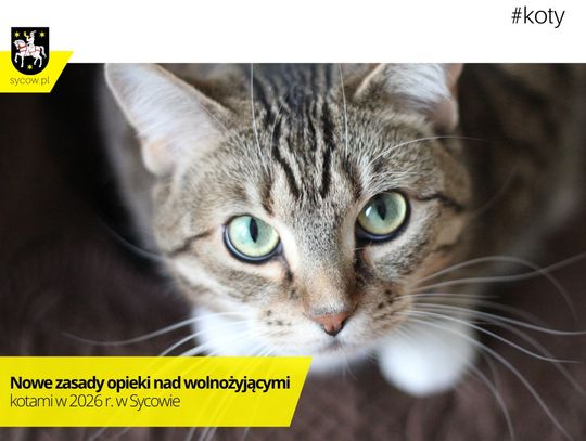 Syców wprowadza program opieki nad wolnożyjącymi kotami – sterylizacja, karma i opiekunowie za darmo