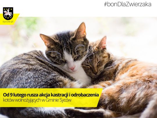Rusza bezpłatna kastracja i odrobaczenie kotów wolnożyjących