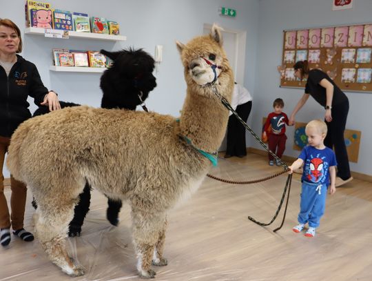Alpaki w żłobku! Wyjątkowi, puchaci goście oczarowali maluchy z Dobroszyc