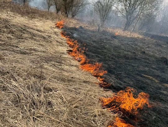 Pożar nieużytków. Półtora hektara traw poszło z dymem Pożar nieużytków. Półtora hektara traw poszło z dymem