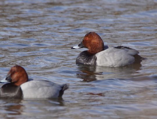 Głowienki w Oleśnicy – nurkujące piękności z czerwonymi oczami podbijają staw w parku Głowienki w Oleśnicy – nurkujące piękności z czerwonymi oczami podbijają staw w parku