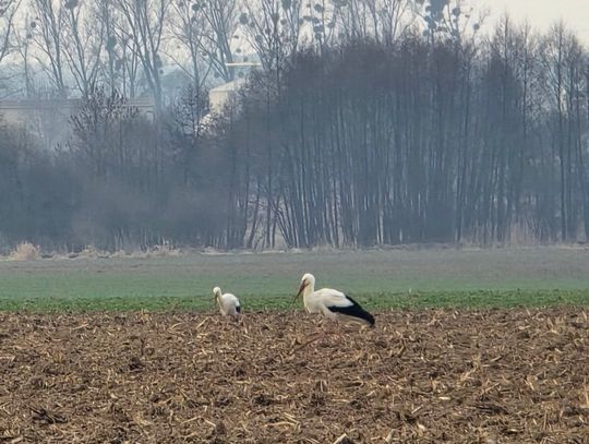 To już jest wiosna, bo wróciły bociany!