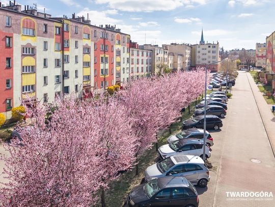 Wiosna w Twardogórze – zachwycająca aleja wiśni przy ulicy Ogrodowej