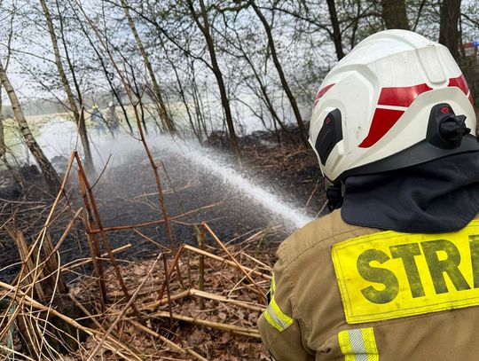 Pożar nieużytków w Grabownie Małym: OSP Twardogóra w akcji
