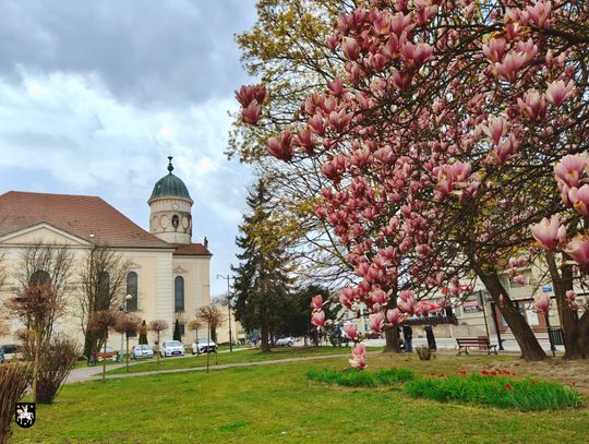 Wiosna w Sycowie w pełnym rozkwicie – spacer po mieście to prawdziwa przyjemność