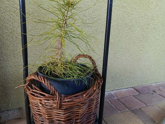 Gmina Dobroszyce rozdaje sadzonki drzewek – odbierz swoją 24 kwietnia