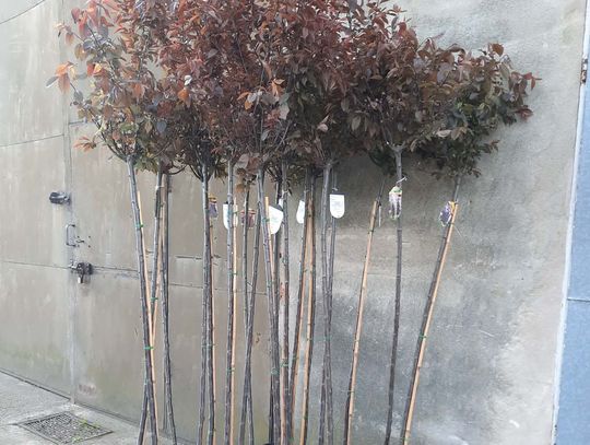 Bierutów staje się zielony! Miasto intensywnie przygotowuje wiosenne nasadzenia