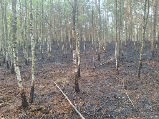 Pożar w lasach pod Oleśnicą. „37 lat rosło, kilka minut mogło wszystko zniszczyć”
