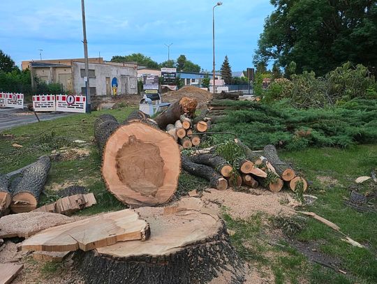 22 wielkie drzewa pod topór. Kolejny radny ostro o wycince przy Kopernika: To klasyczny greenwashing!”