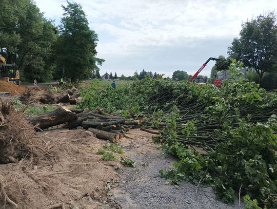 Aktywista alarmuje: Trwa wycinka w okresie lęgowym ptaków! (WIDEO)