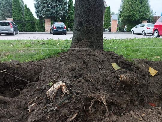 Aleja klonów w Oleśnicy padnie?