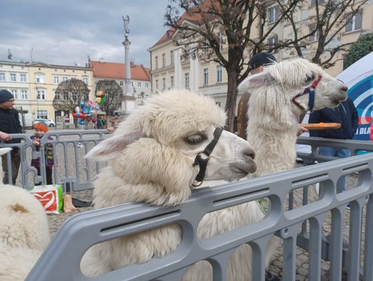 Alpaki w oleśnickim Rynku