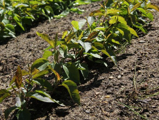 Arboretum Leśne produkuje cenne gatunki drzew i krzewów