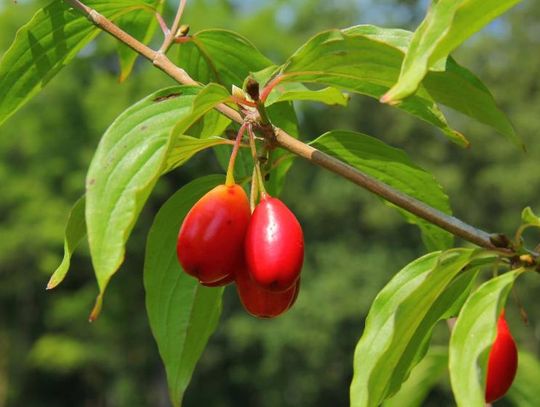 Arboretum Leśne zaprasza na dereniobranie