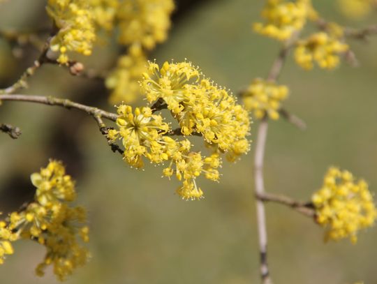 Arboretum zaprasza w Wielkanoc - wstęp wolny