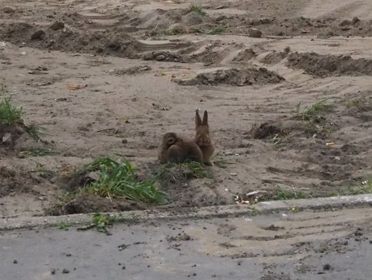 Barbarzyństwo wobec królików i ptaków na placu Zwycięstwa w Oleśnicy /WIDEO/