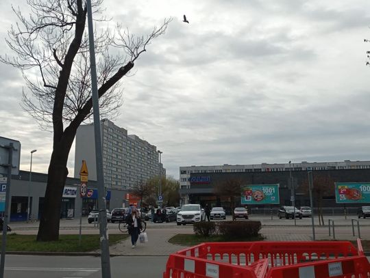 Będzie bezpieczniej na pasach w Oleśnicy