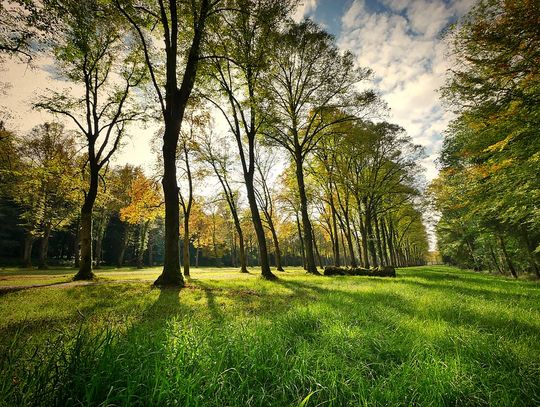 Będzie park - miasto realizuje postulat Panoramy