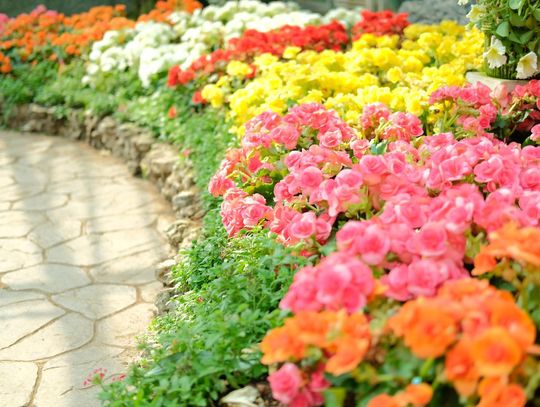 Begonia: kiedy i jak siać te kwiaty? Poradnik