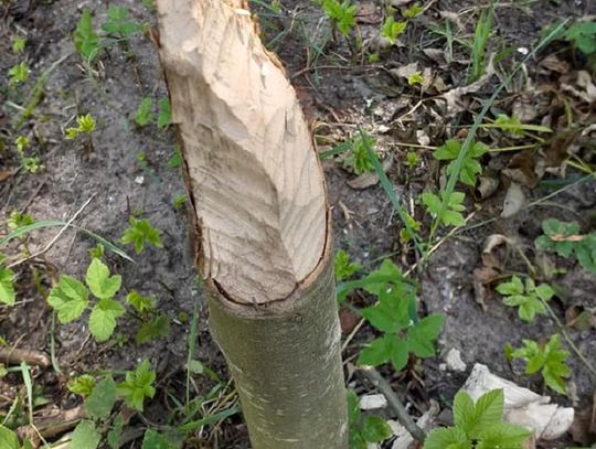 Bobry wciąż grasują w Oleśnicy?