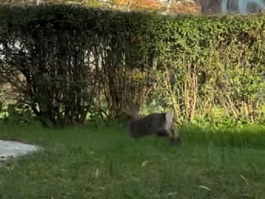 Bodo Kox o królikach po oleśnicku (ROLKA)