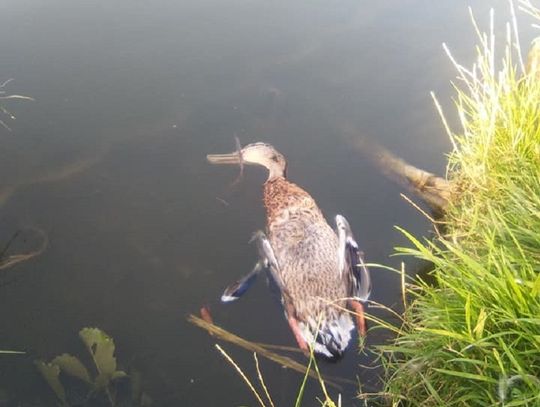 Chory łabędź był odpychany kijami...