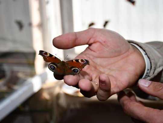 Co lata w motylarni w Boguszycach?