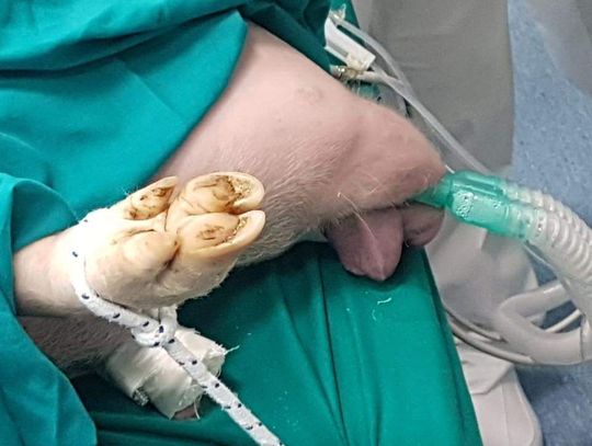 Co tu się dzieje?! O co chodzi "babkom bez cenzury"?