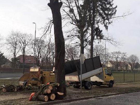 Dlaczego wycinają drzewa na Wileńskiej w Oleśnicy?
