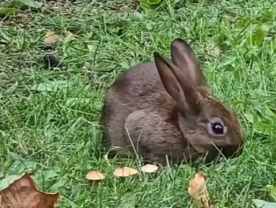 Dokramiać, ale i kastrować domowe, choć dziko żyjące króliki?