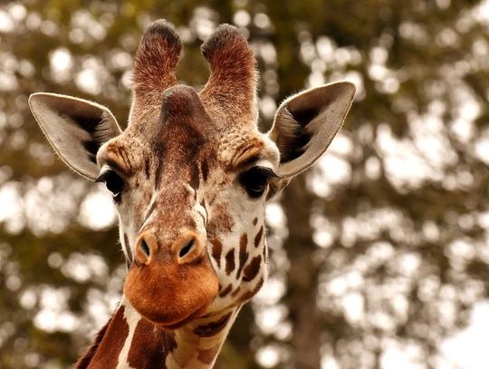 "Domowe zoo" - kolejny odcinek wakacyjnych warsztatów z biblioteką w Oleśnicy (WIDEO)