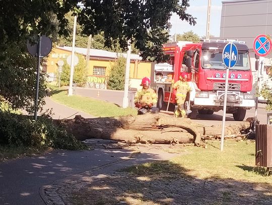 Drzewo na ścieżce rowerowej w Oleśnicy