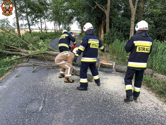 Drzewo pochyliło się nad drogą w Boguszycach