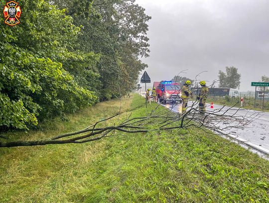 Drzewo spadło na drogę krajową