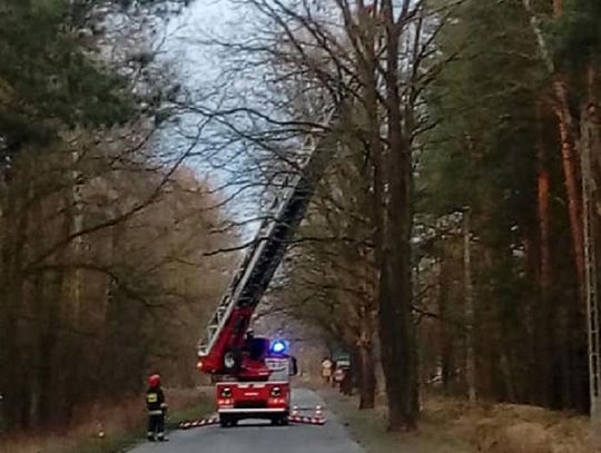 Drzewo spadło na linię energetyczną
