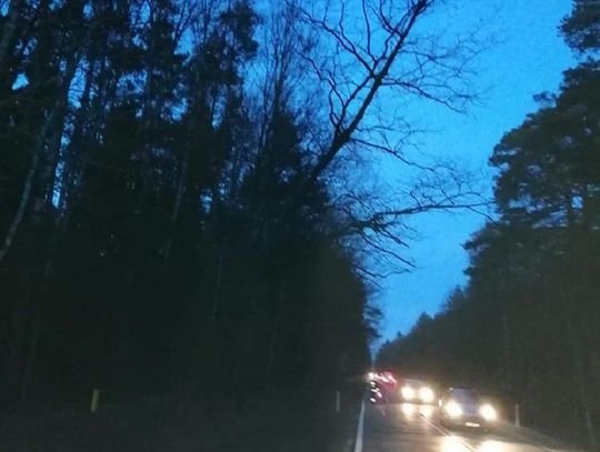 Drzewo zagrażało bezpieczeństwu