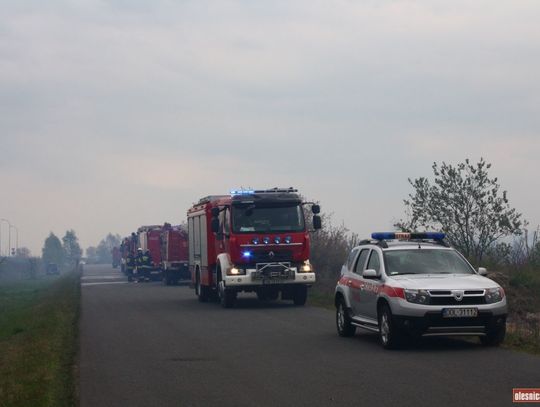 Duży pożar nieużytków w Cieślach 
